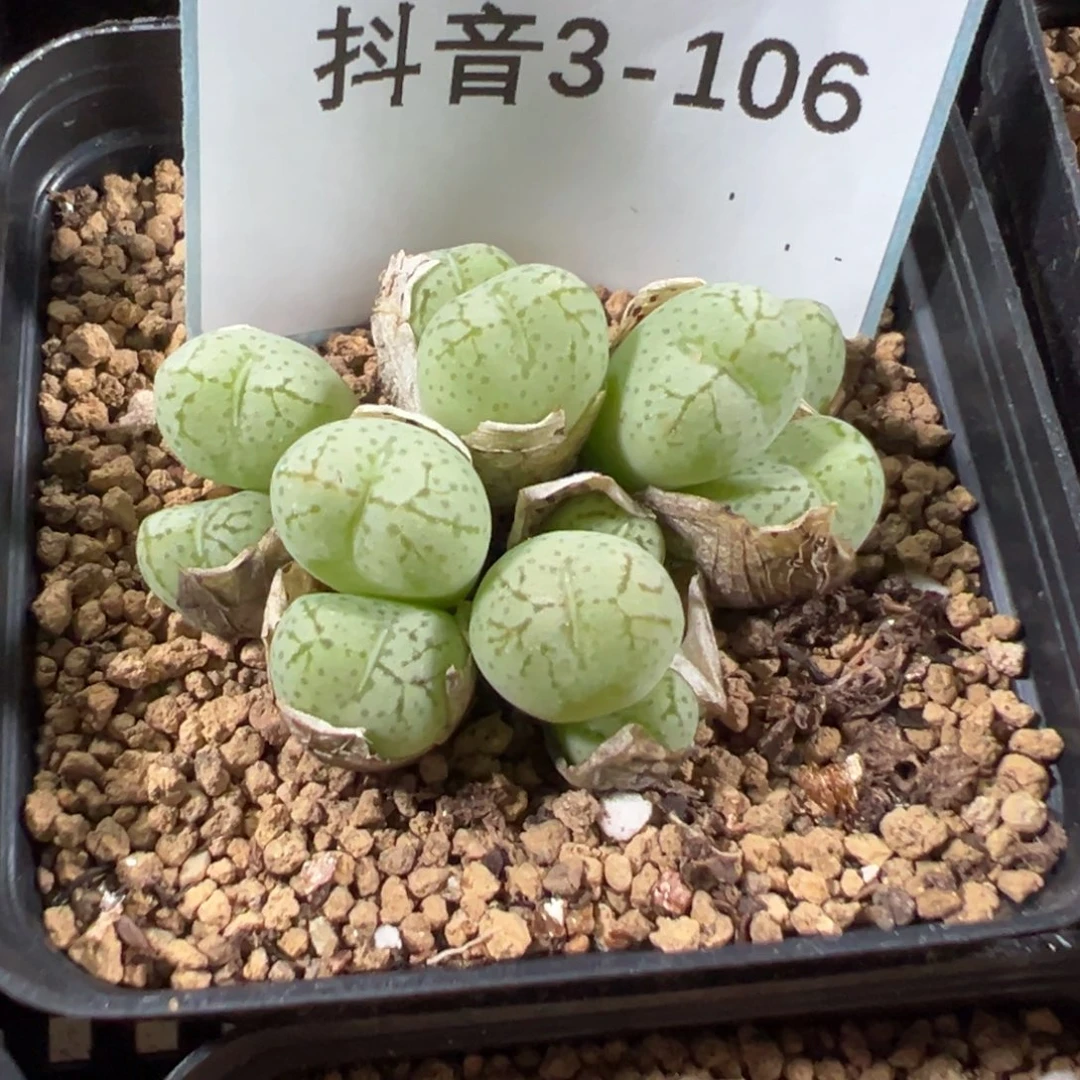 3-106荧光玉多肉植物