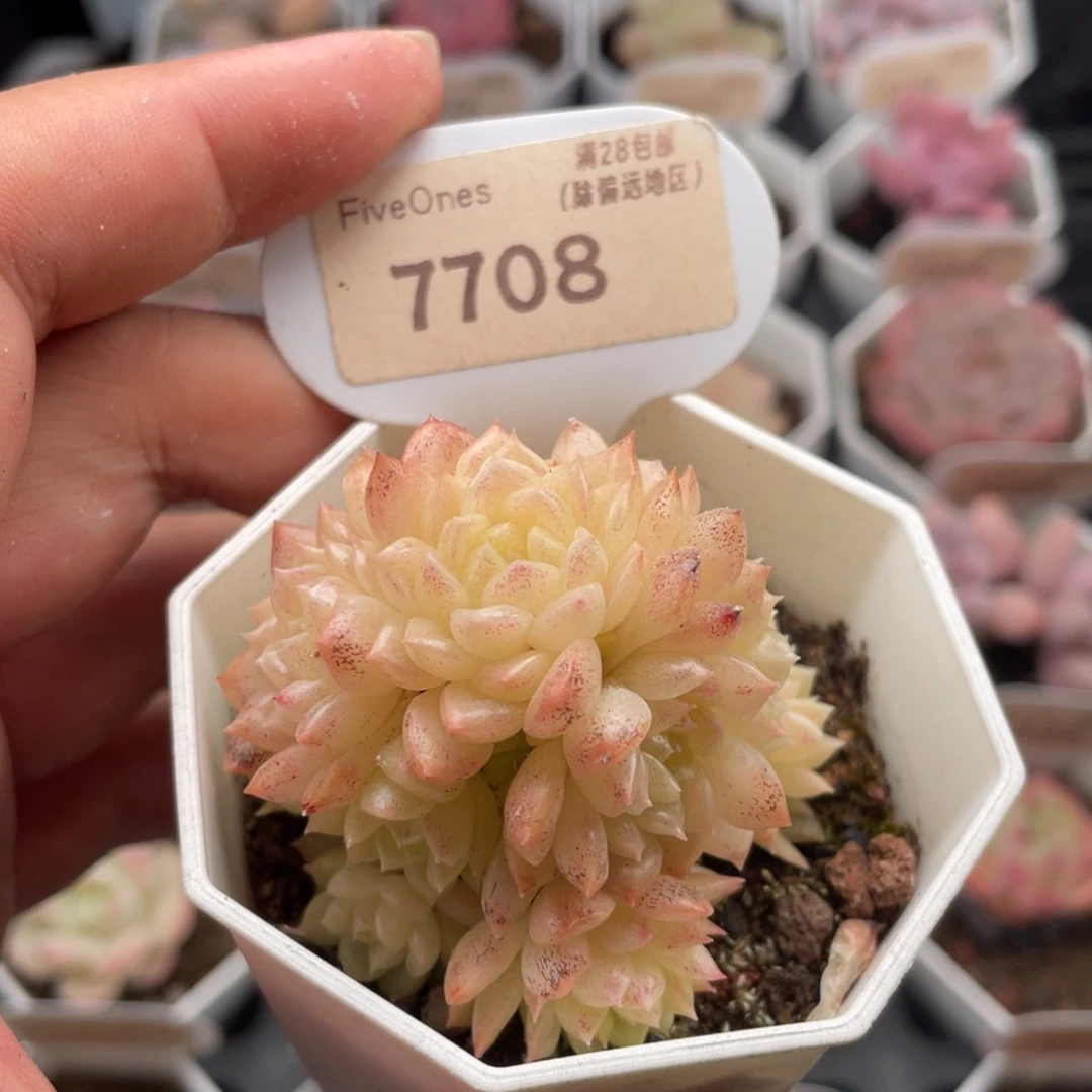 麦秆群7708-5.5厘米