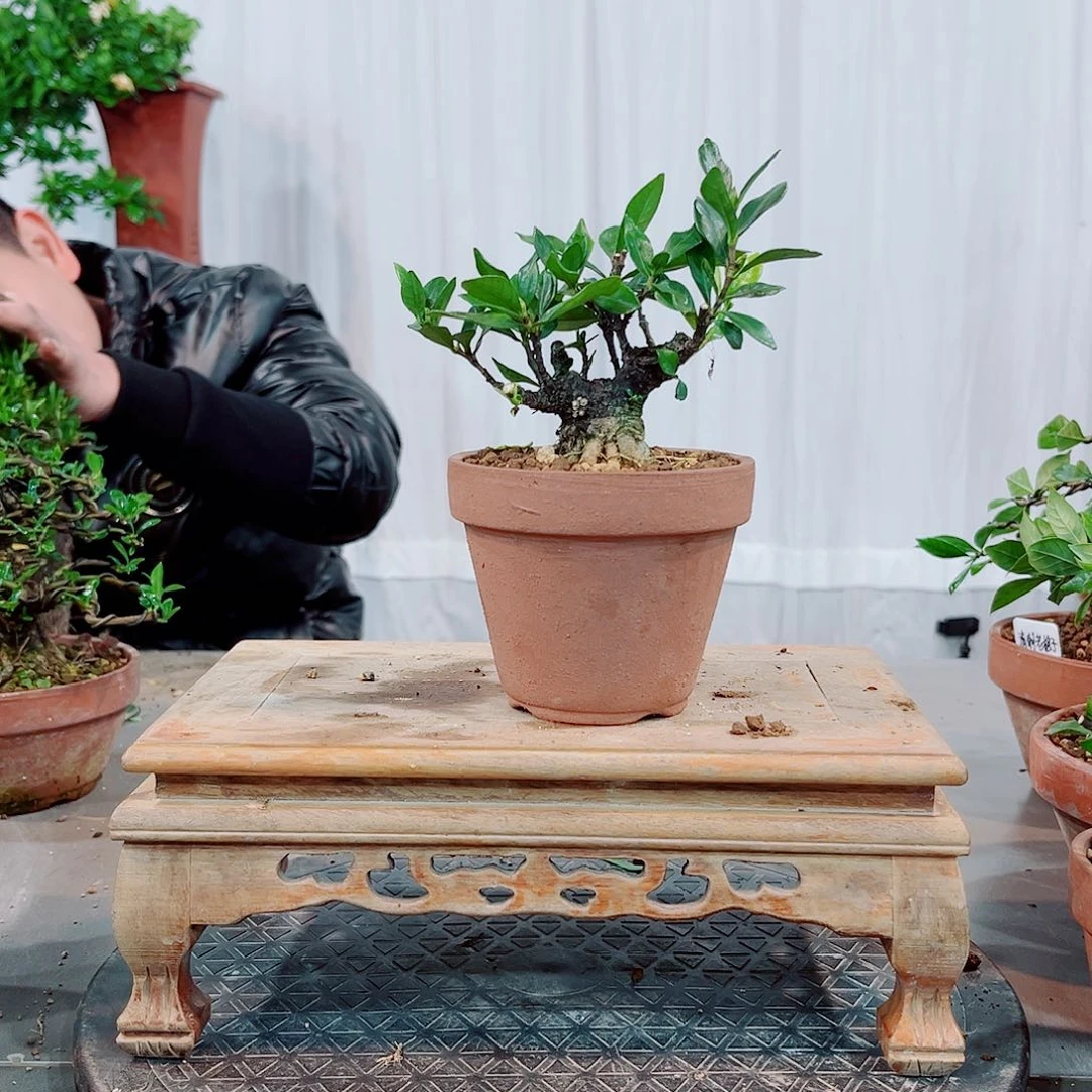 红陶文*~一寸法师栀子花