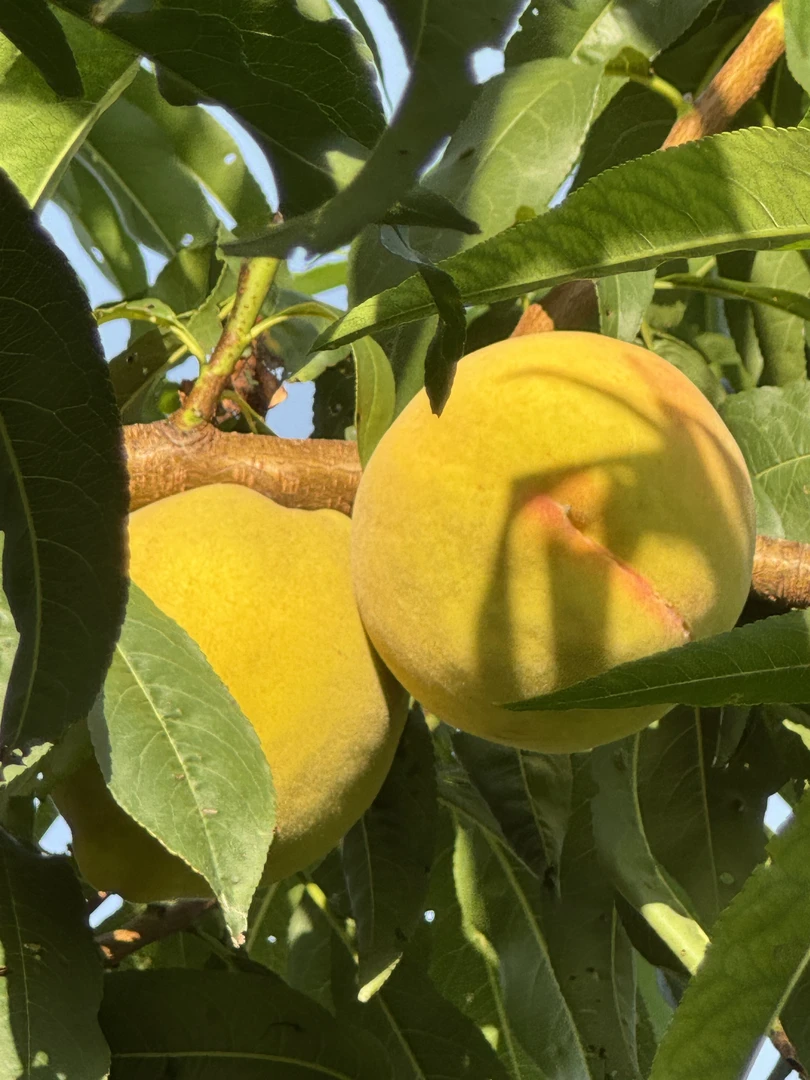 精装24枚10斤大果湖北三湖锦绣黄桃现摘现发顺丰包邮