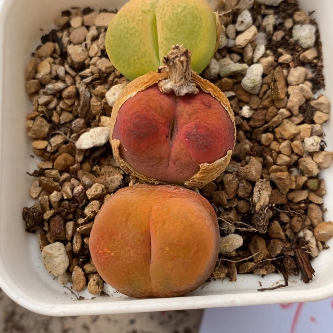 2412红绿灯一组。