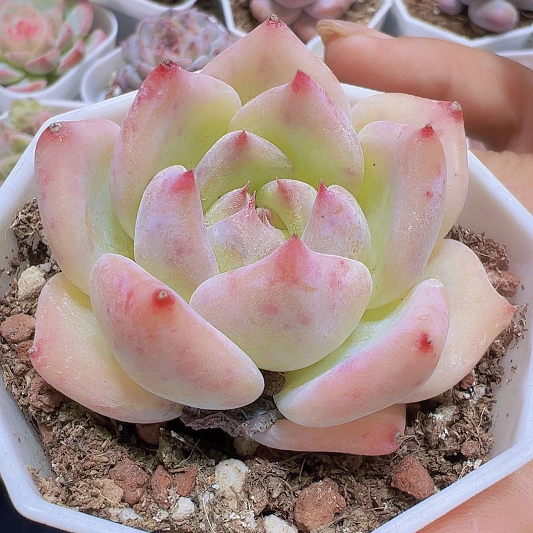 白拉糖19包邮多肉植物