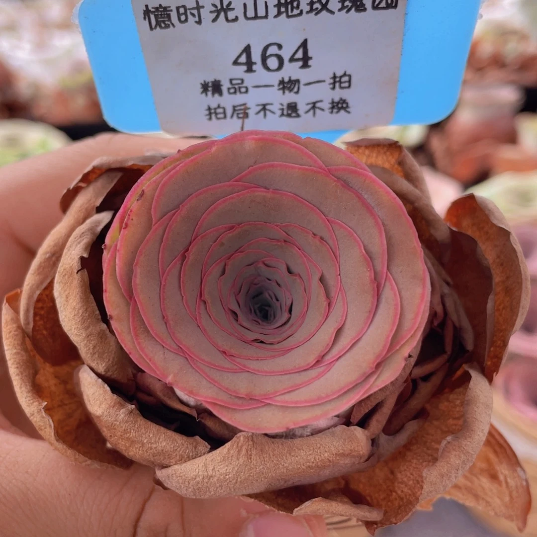 山地玫瑰464裸根发货不售后