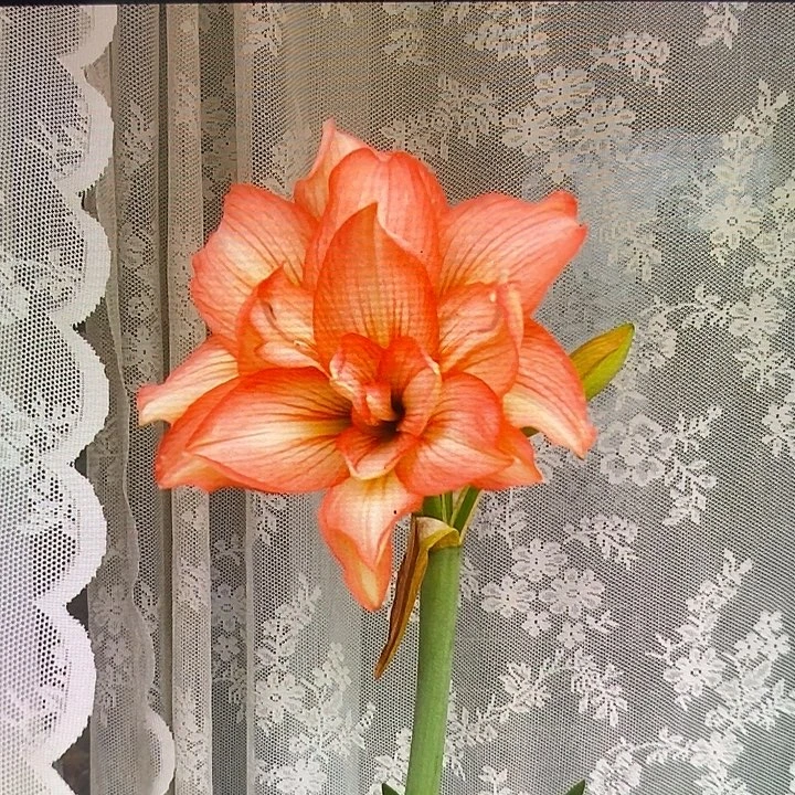 僵尸6厘米9侧芽朱顶红