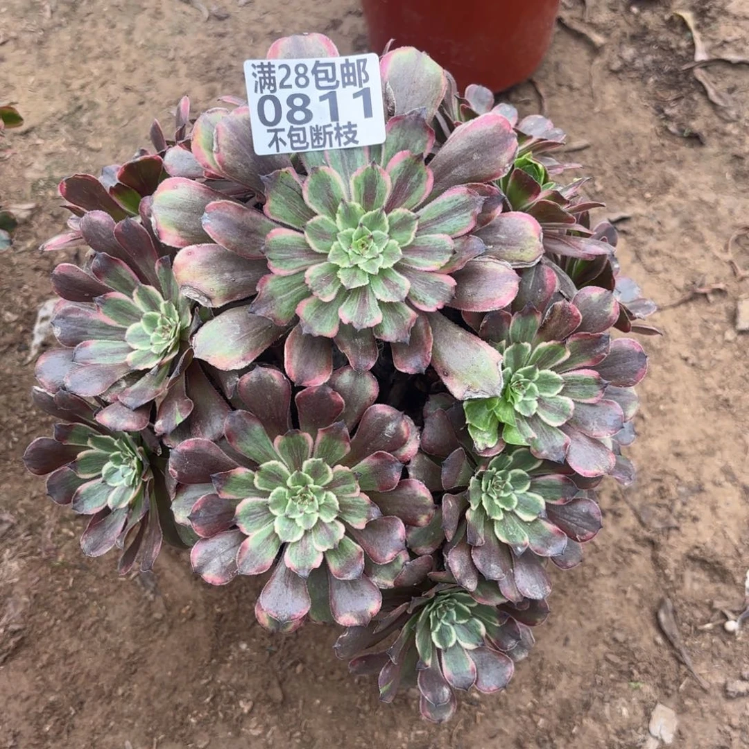 N. 811粉带多肉，baeee