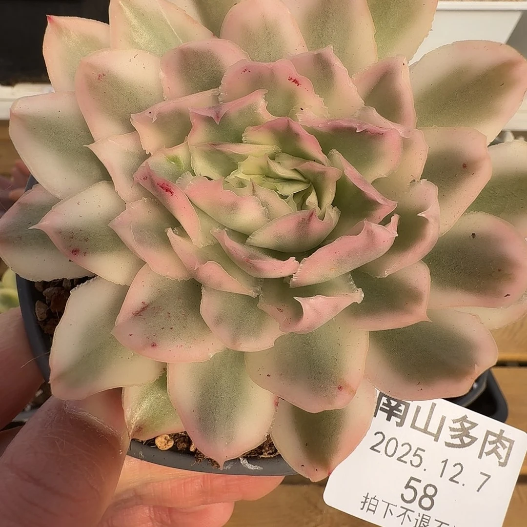 紫蝴蝶锦1111127-58