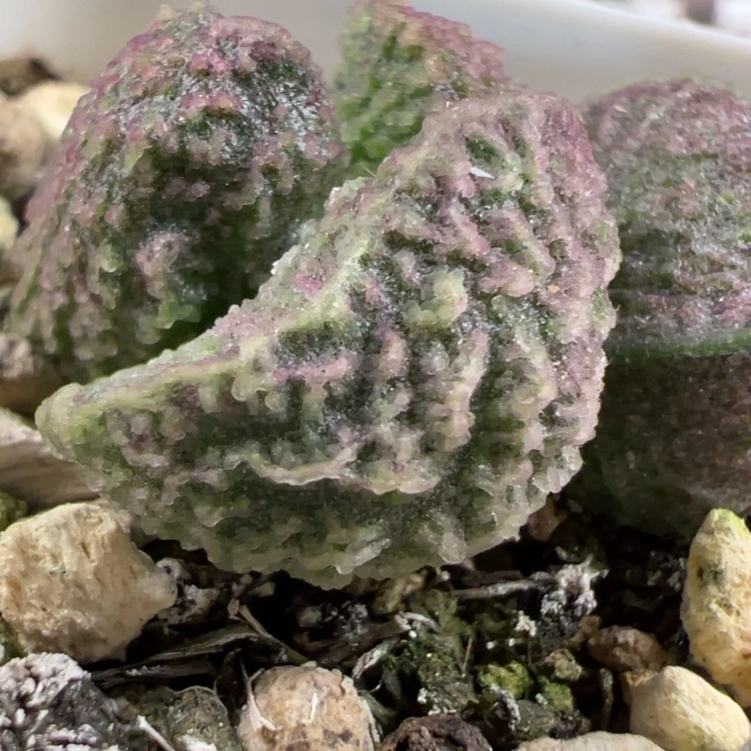 实生新品多肉植物水泡多肉植物水泡