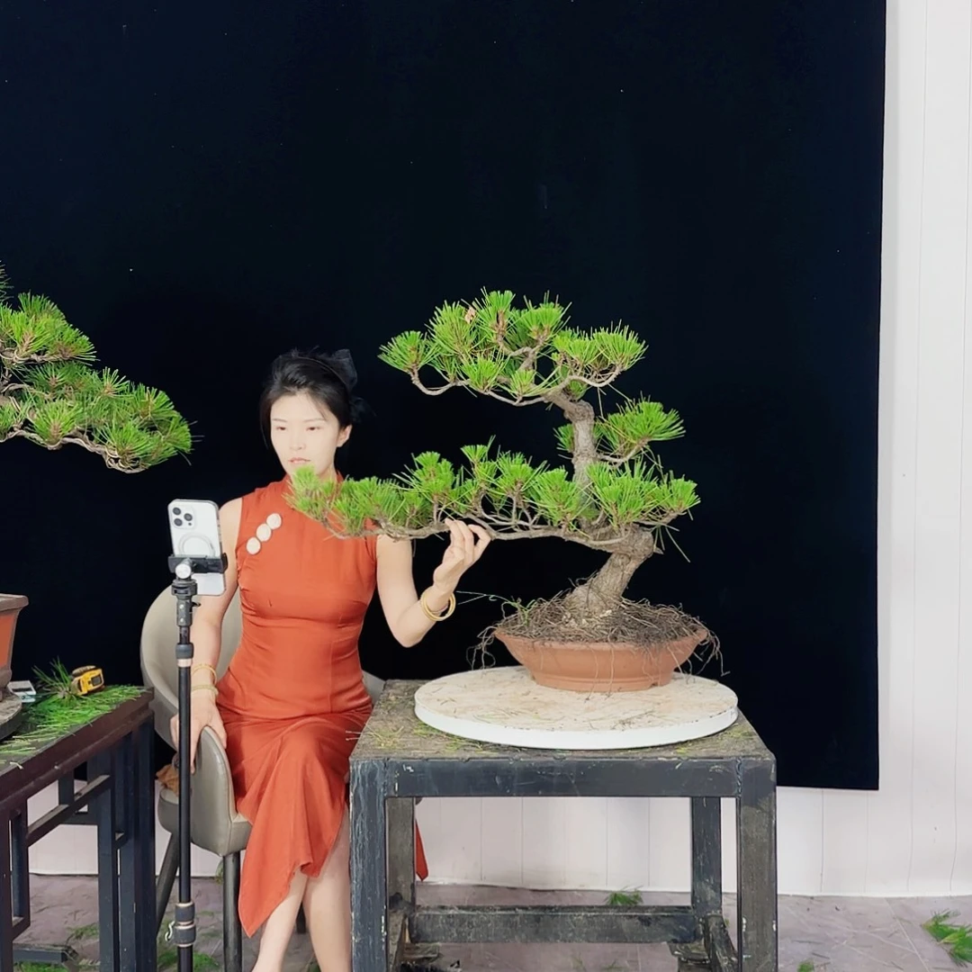 无花朵大*仗黑松盆景直播间