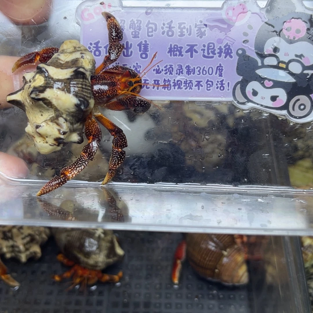 黑莓寄居蟹包活到家