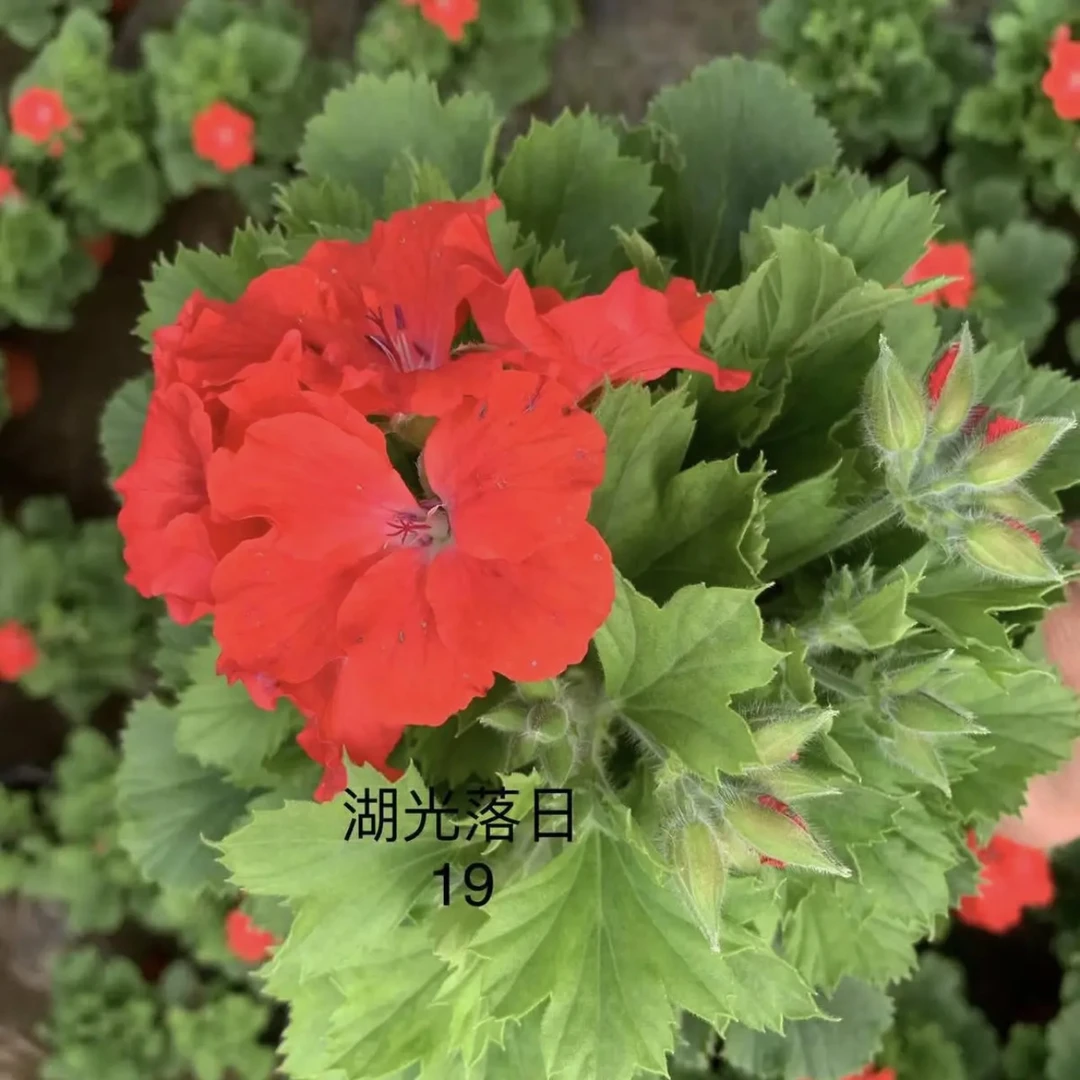 【湖光落日】大花天竺葵蝴蝶梅