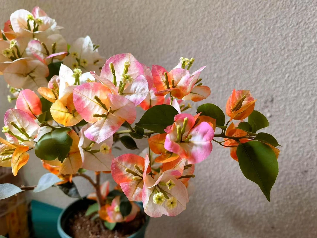 凤凰三角梅:稀有品种阳台绿植基地三角梅盆栽批发发货直播第一名