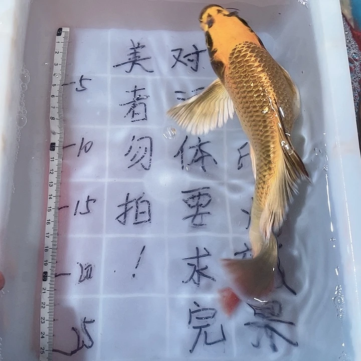 蝴蝶鲤鱼渔场直发97