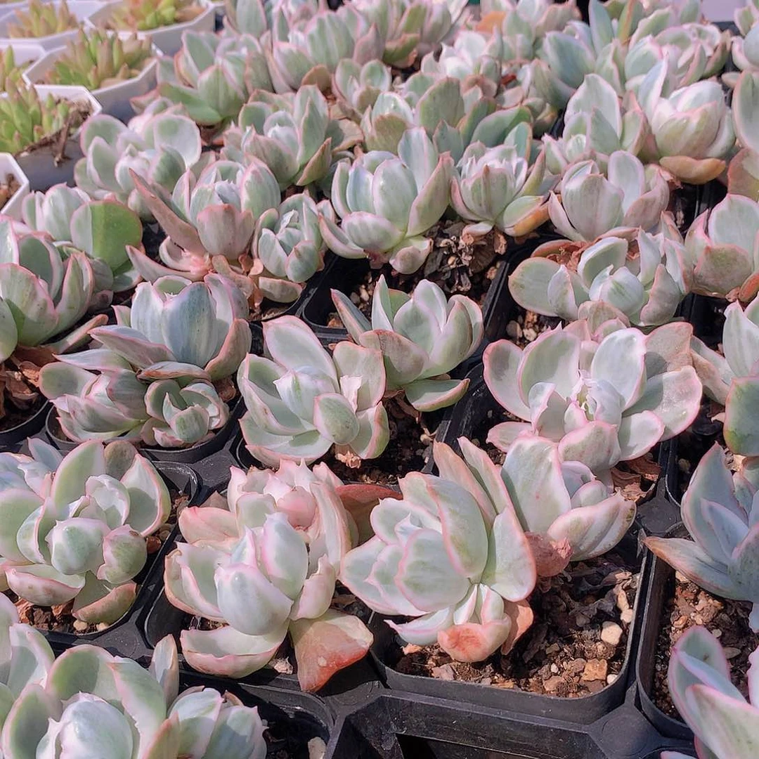 伯克利锦2345678899990