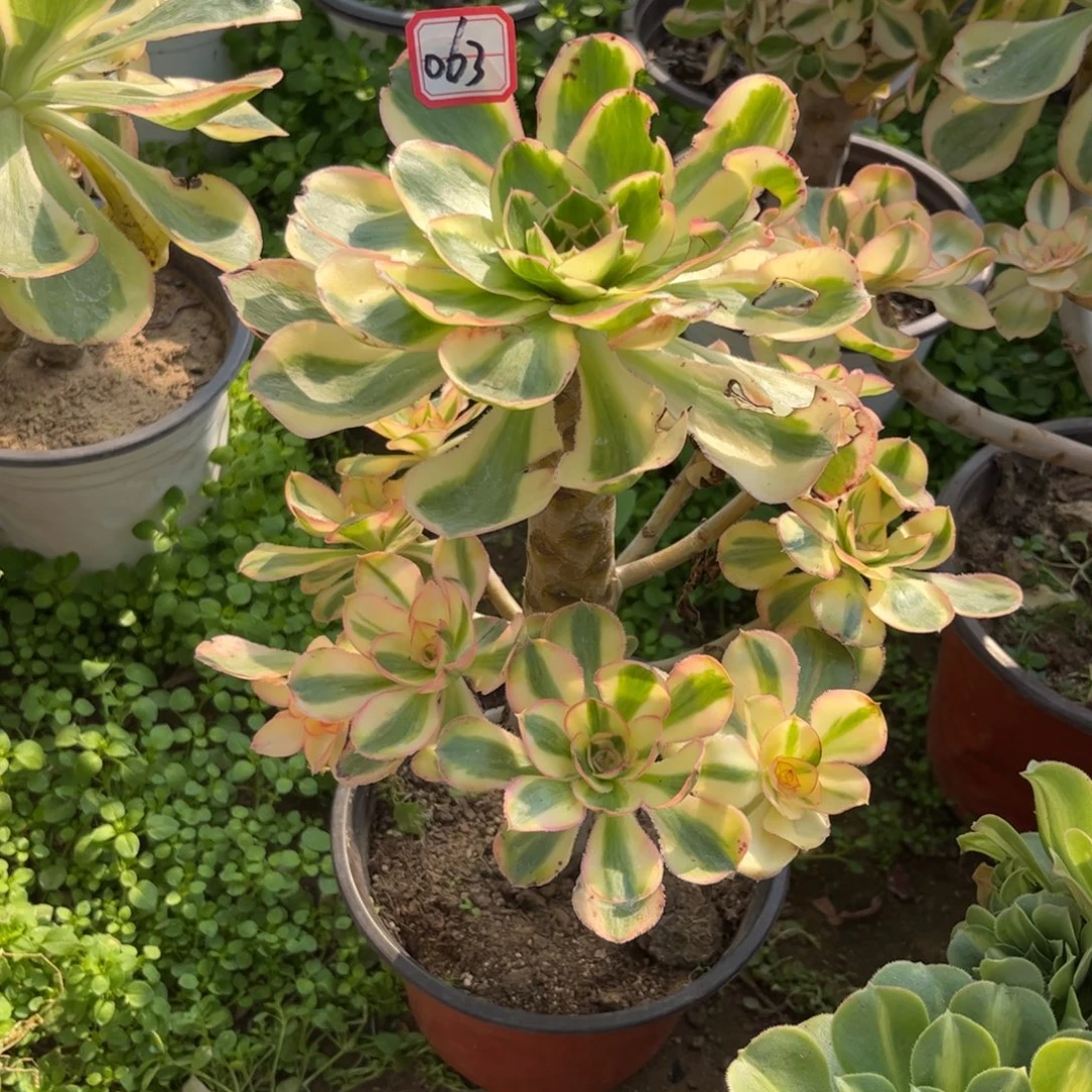 063多肉植物燕姿锦有个断枝