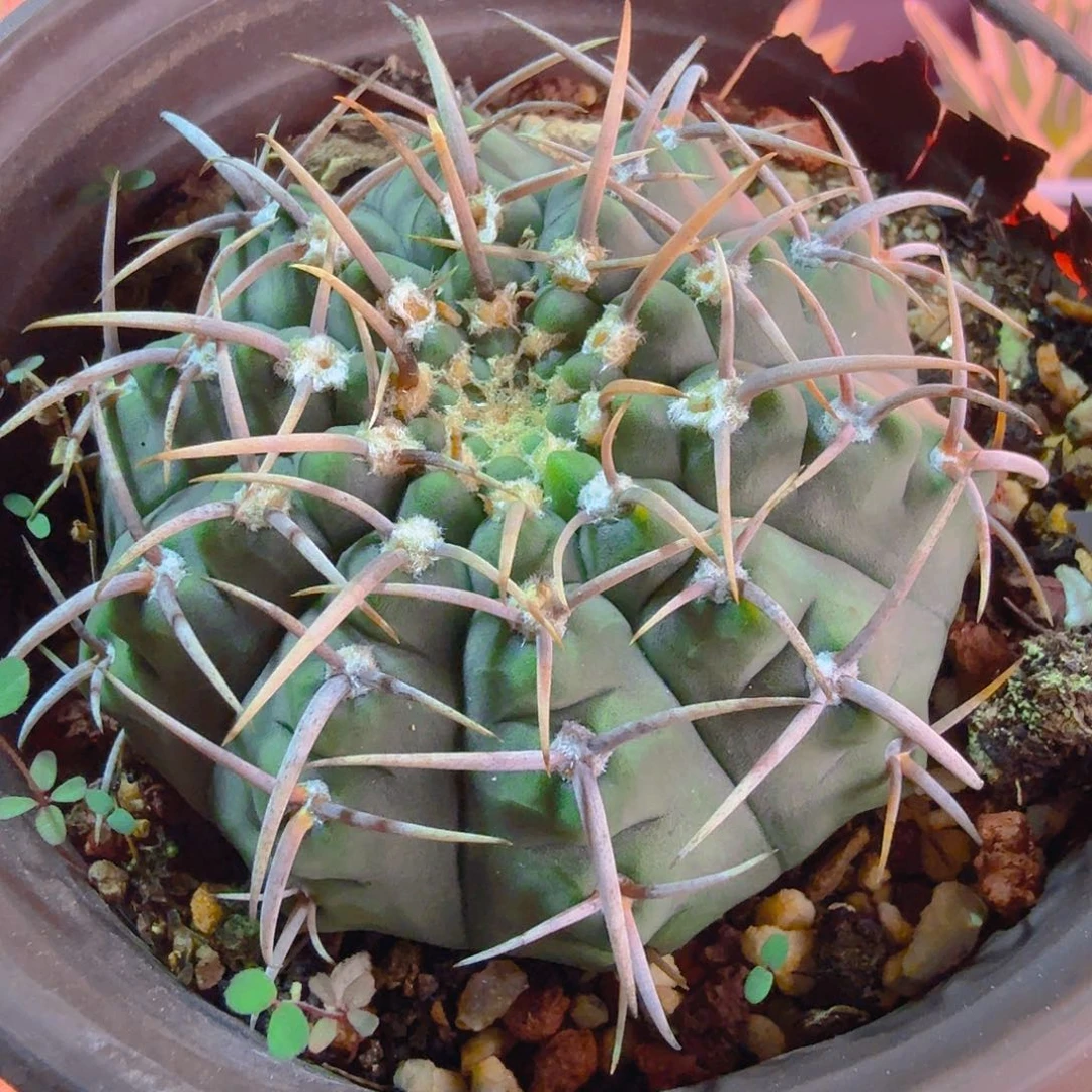 实生裸鄂球多肉植物