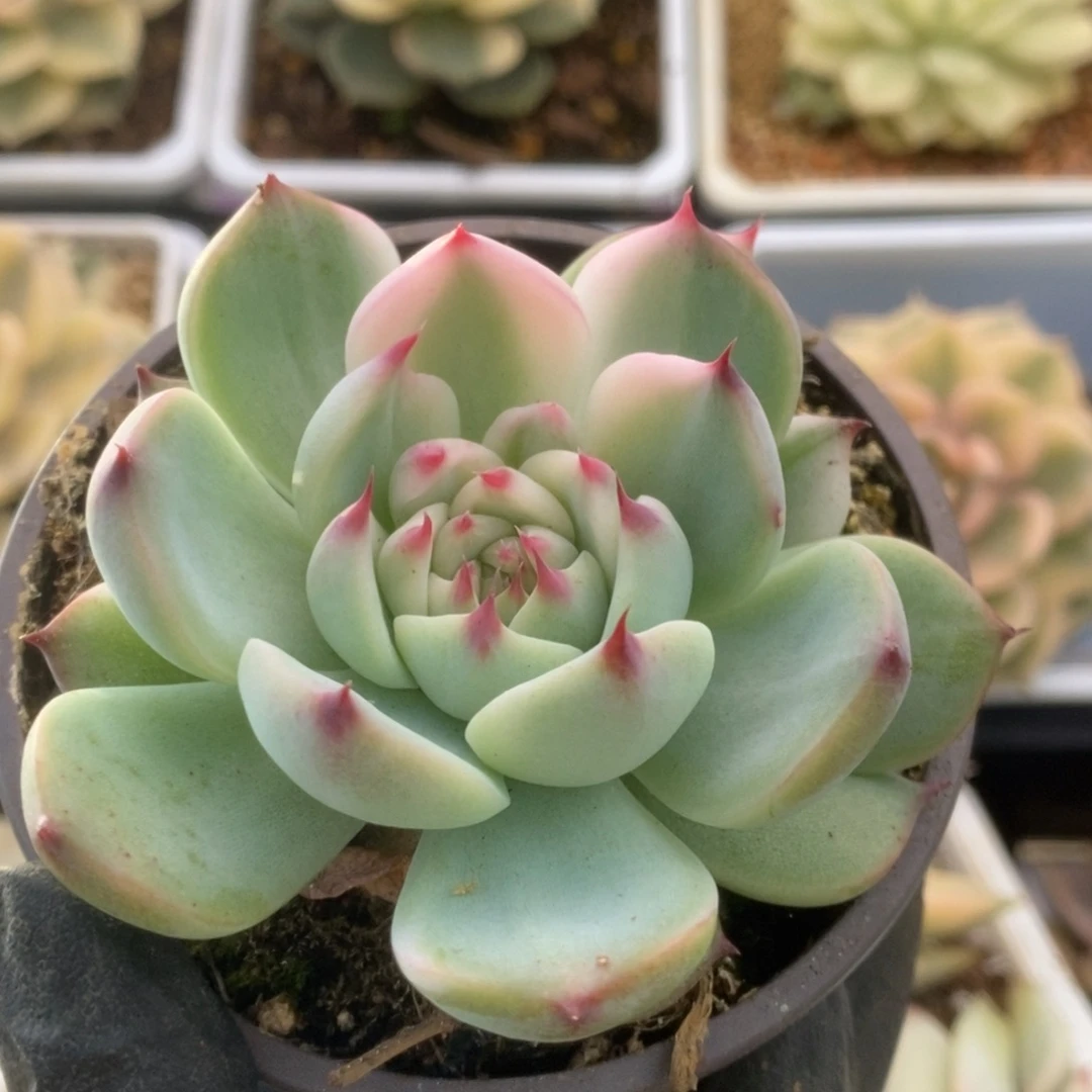169锦锦锦锦锦锦锦锦