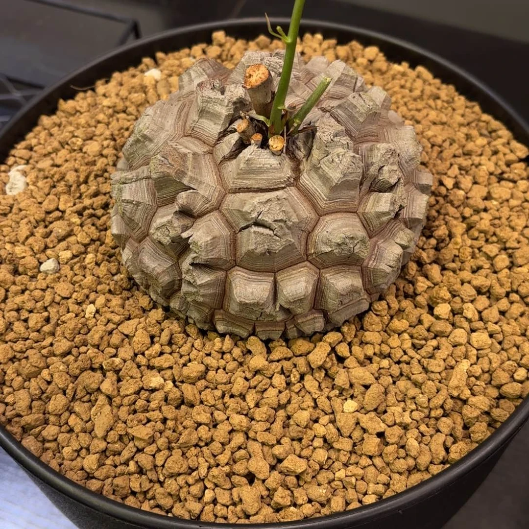 足球小剑甲南非龟甲龙带盆