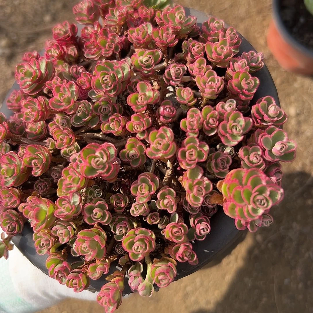 小球玫瑰锦呃了呃呃呃呃呃呃