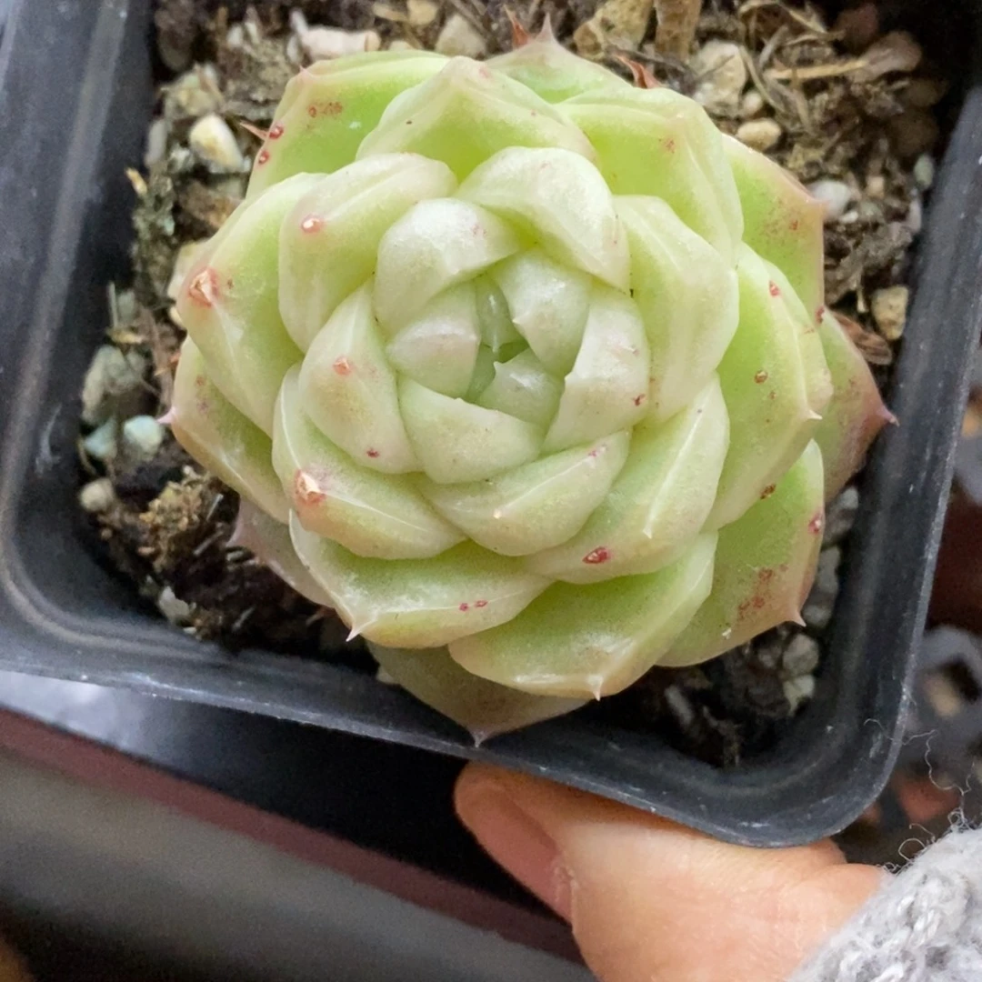 精品多肉一物一拍不包整478