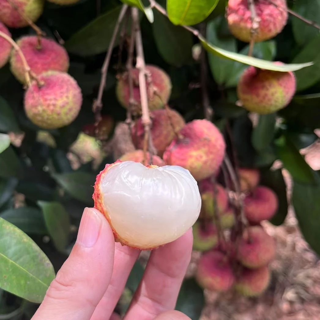 〔大菠萝粉丝专属〕桂味荔枝（三斤到四斤半）
