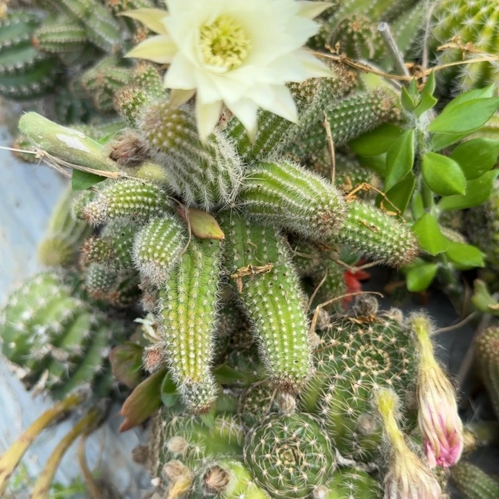 苗接白檀仙人掌476