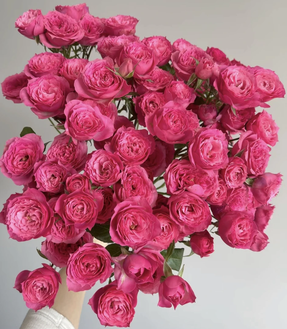 （曼）苏菲宝贝8只+2只防损 鲜花任意两单包邮