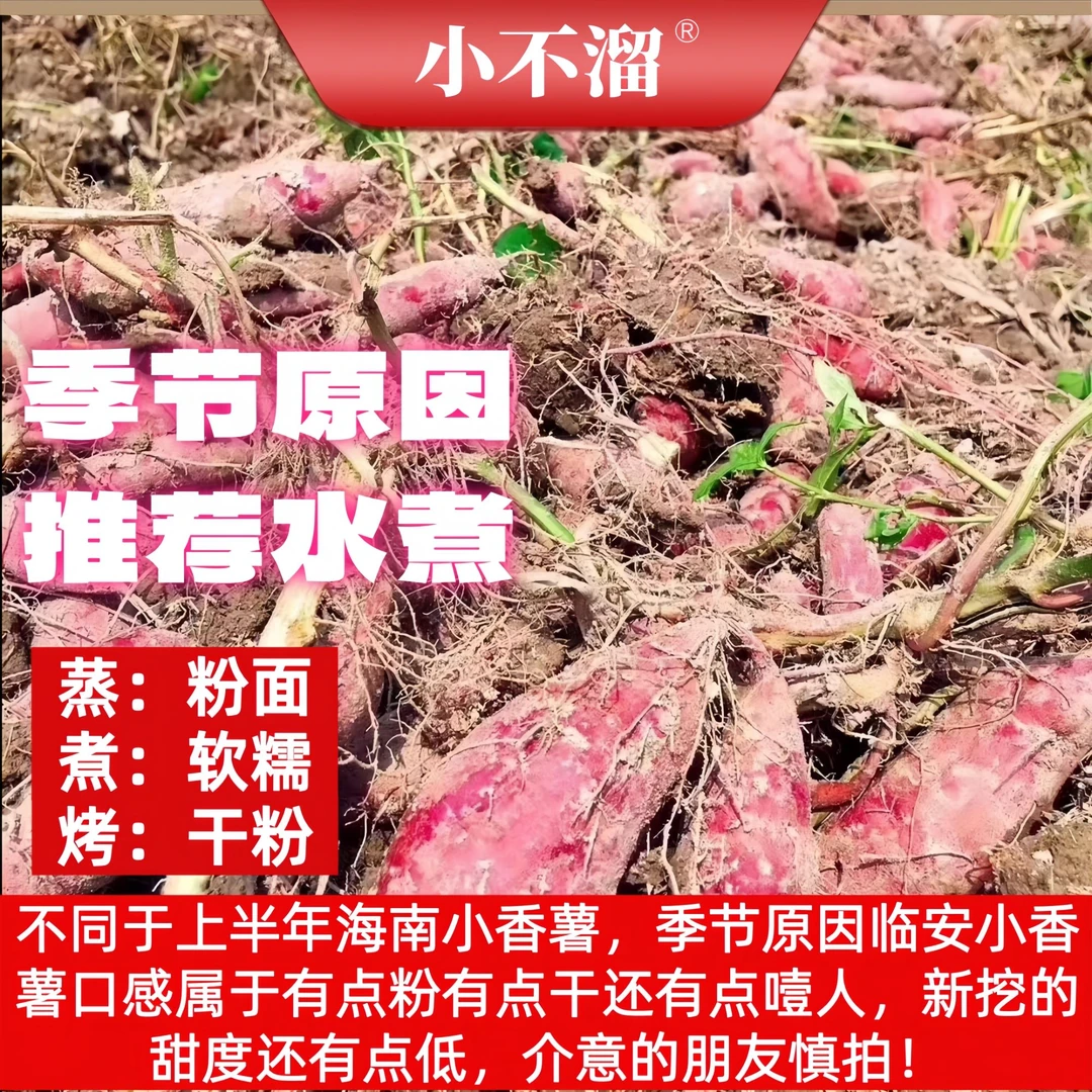 【小不溜】临安天目山小香薯5斤装50-70个/18-35个/10-15个粉糯干面
