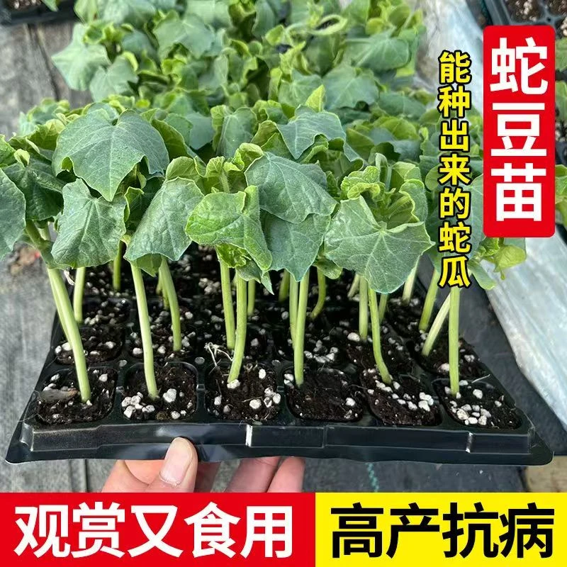 【蛇豆苗】特长蛇瓜苗巨型蛇豆角苗高产长蛇豆秧苗带土发货蔬菜苗