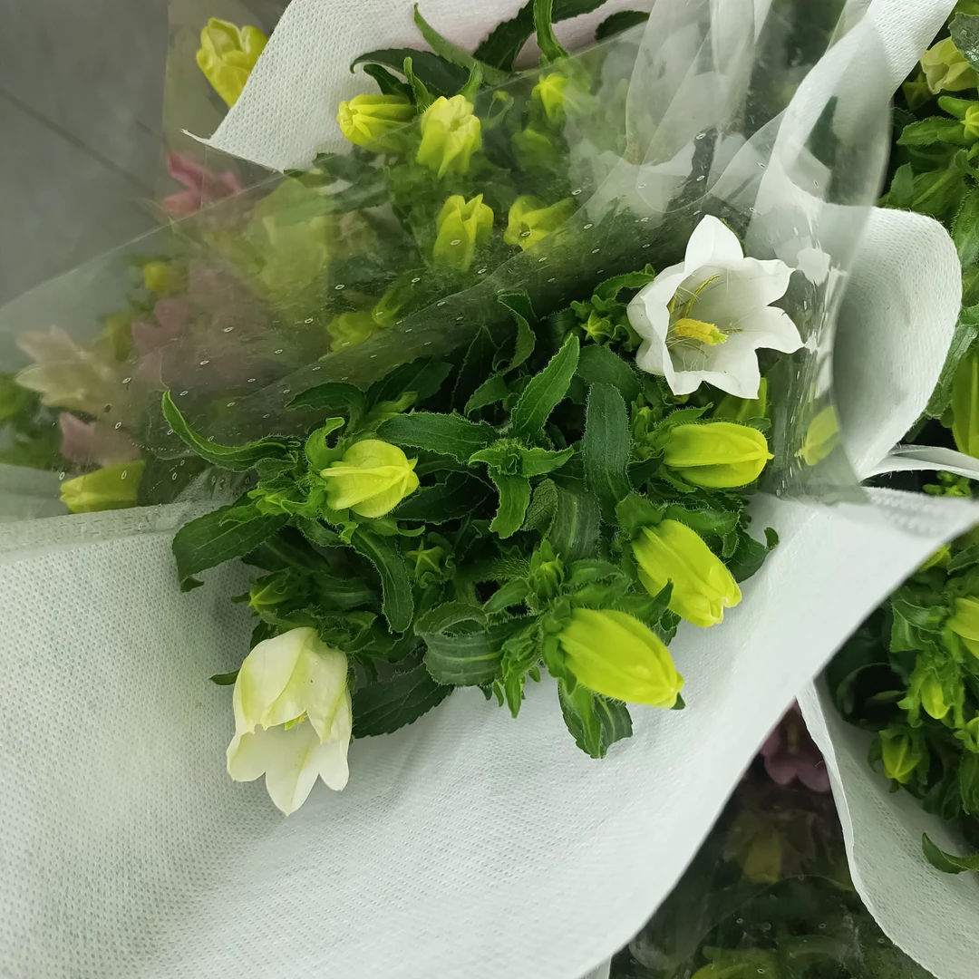 【白风铃】满30元京东包邮到家