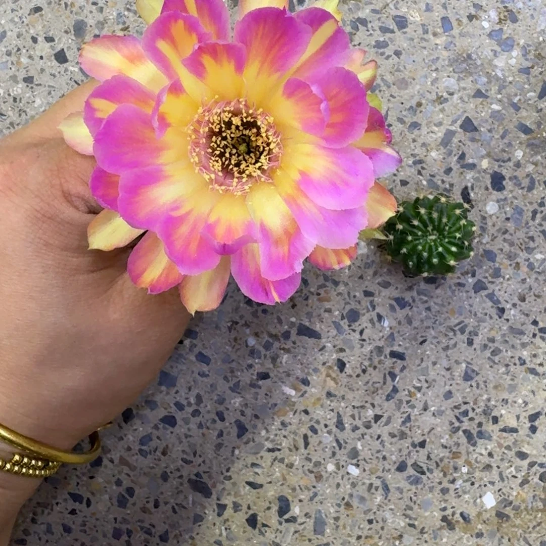 227丽花汤姆歪无根侧牙3公分左右，20包邮