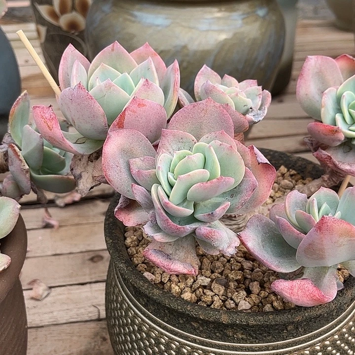 红****915血凤特价脱土收货不退不换