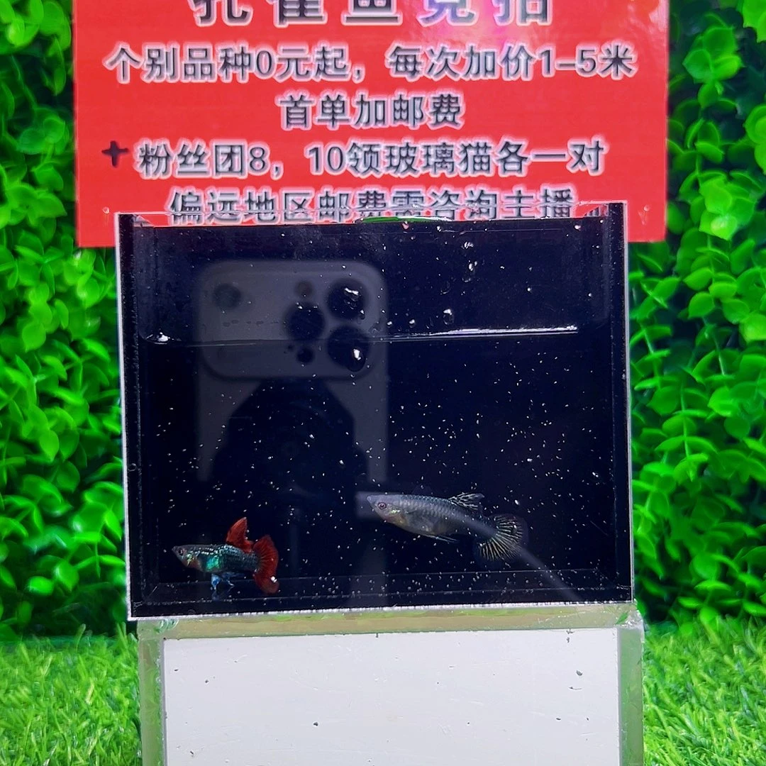 海水鱼红龙缎带孔雀鱼