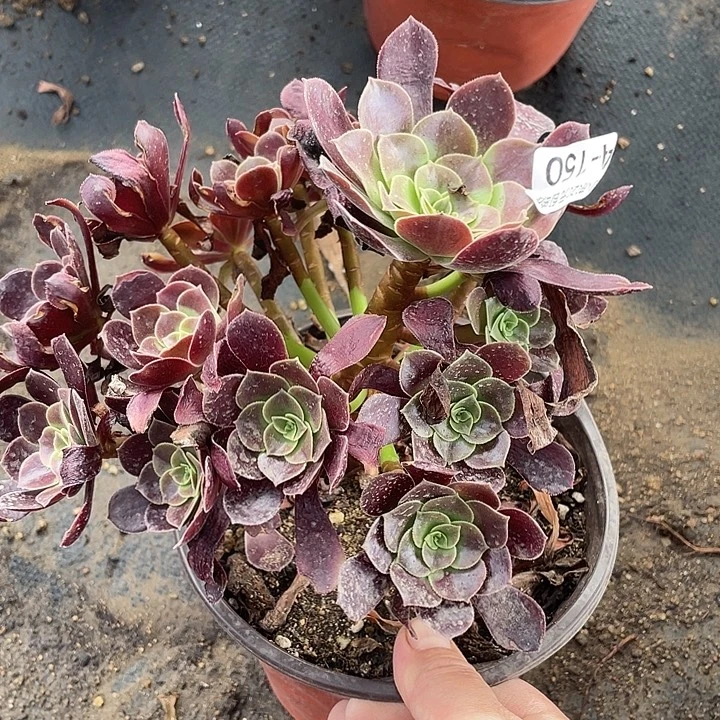 150欧嘉莉多肉植物法师