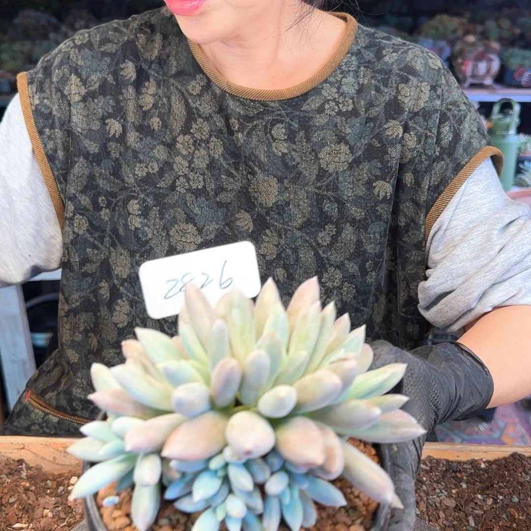 倪***倪2826号彩体哥特朵朵缀88     肉