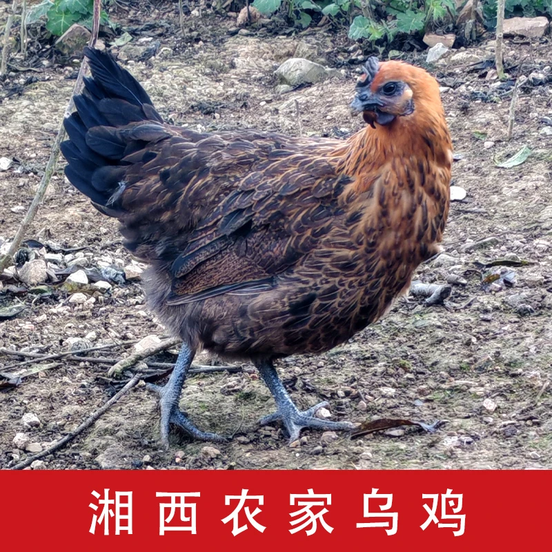 湘西农家土乌鸡谷子鸡老母鸡走地鸡本地老品种散养土鸡