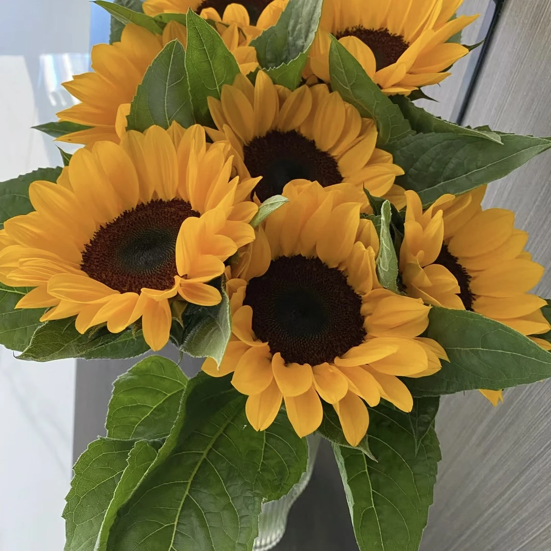 【黑心向日葵AK】精品10枝黑心向日葵  浅水位养护|  一单包邮