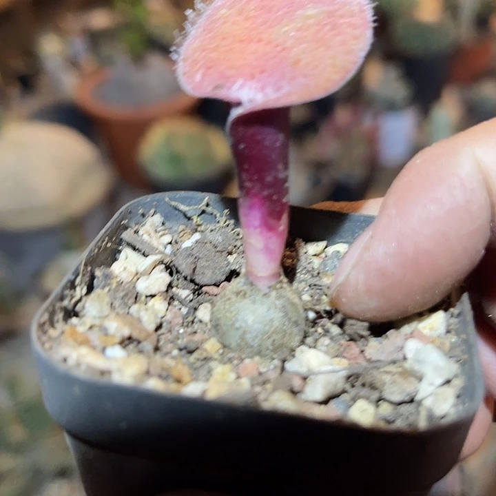 满38包邮2天凑单，脱土晾根发货多肉植物