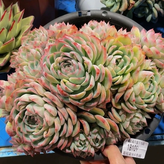 月*石侧影18109多肉