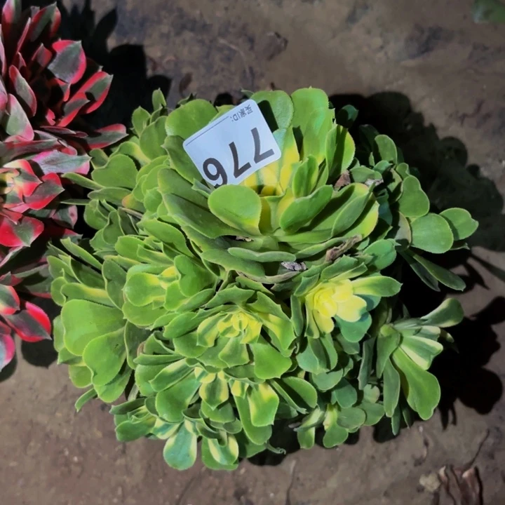 776辛尼亚多肉植物不售后