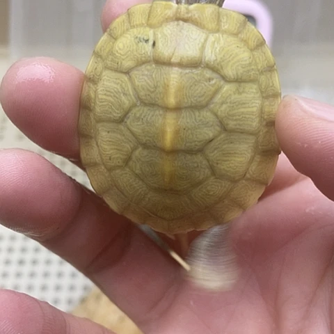 绿毛龟不分公母888888