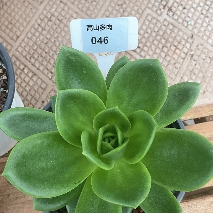 046-直播福利 翠花