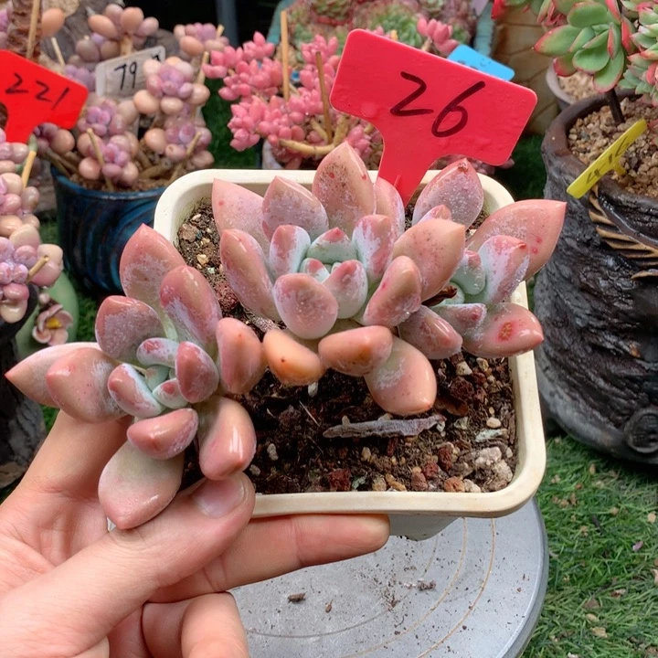 多肉植物一物一拍26