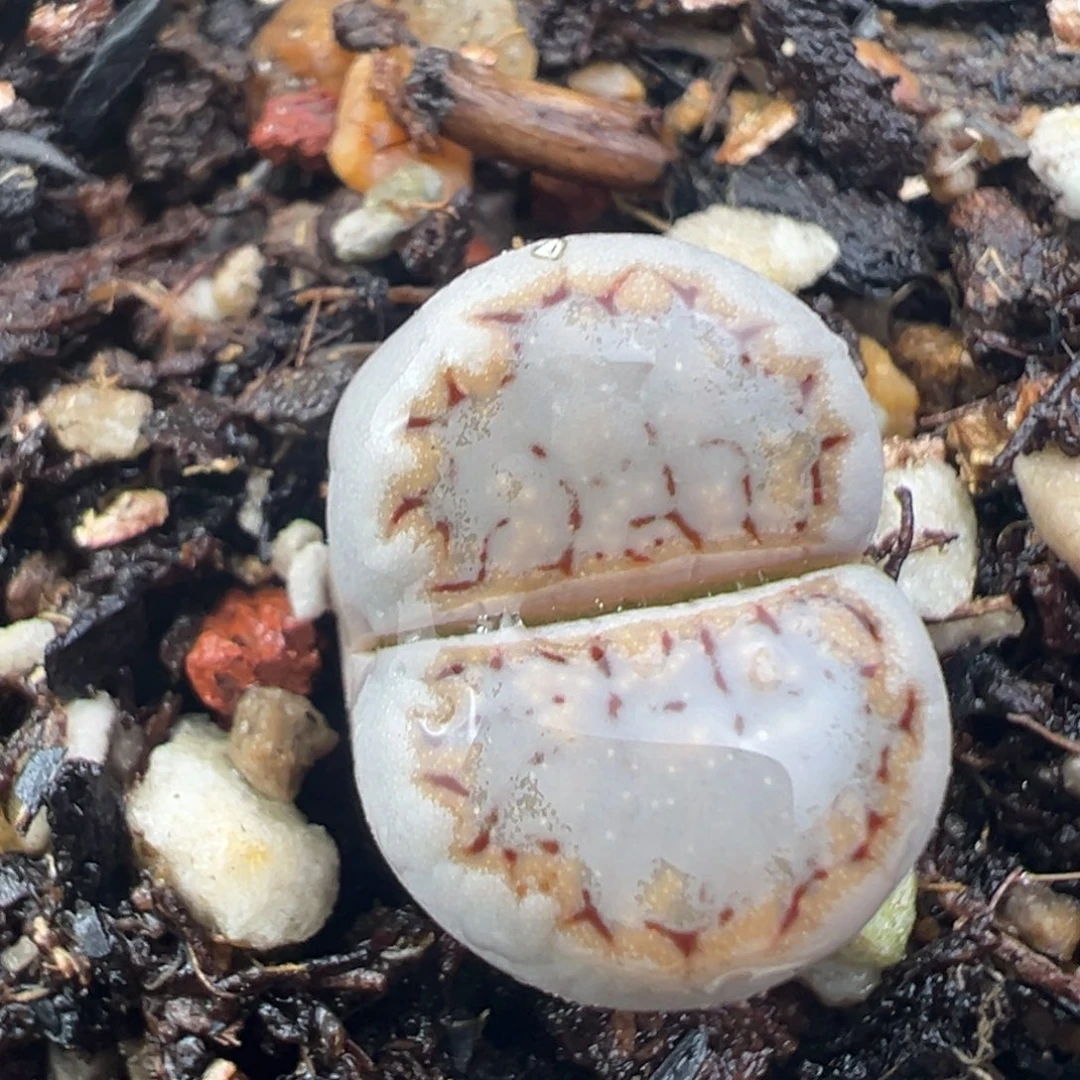 12.4好看的多肉脱土发货102