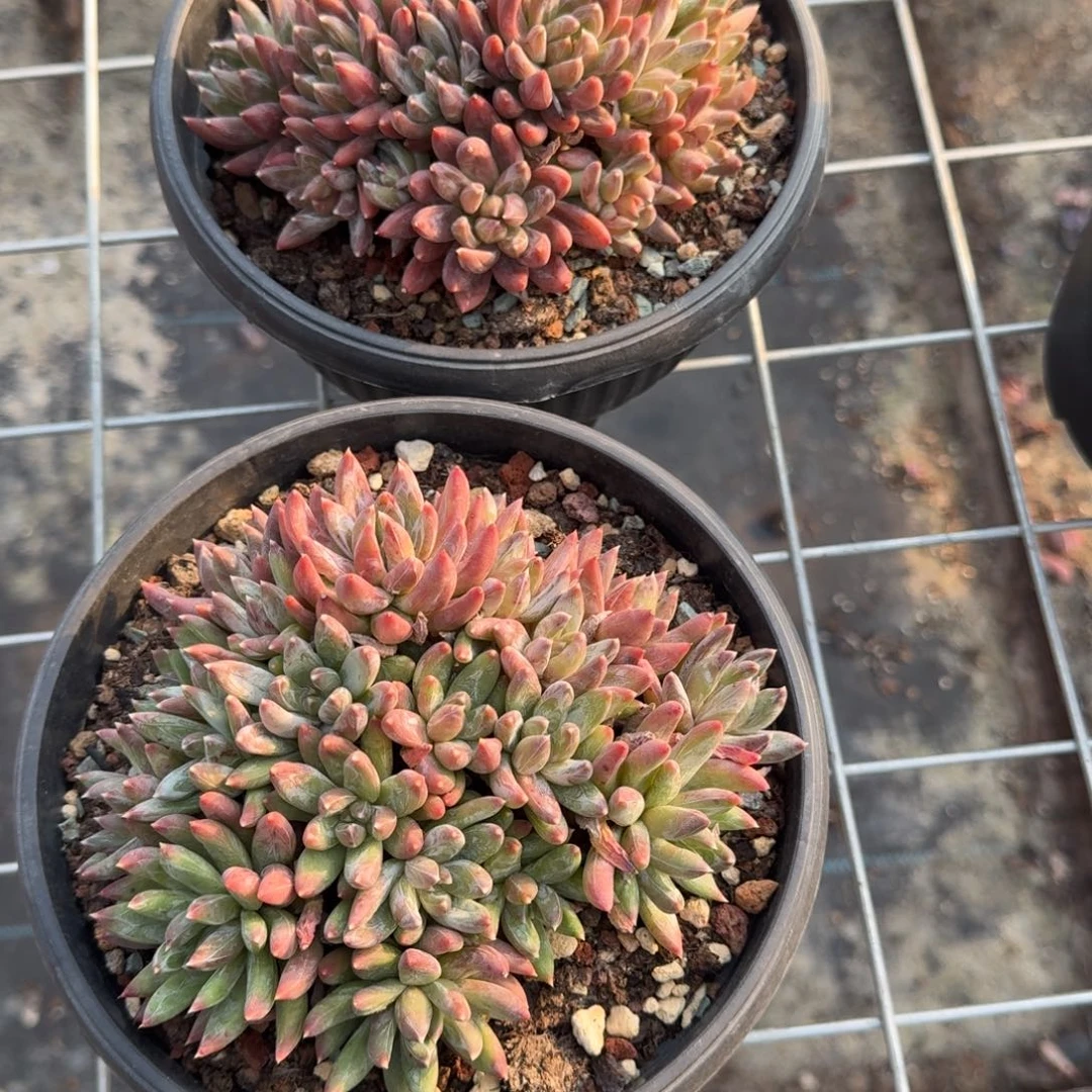 炫彩星多肉植物群