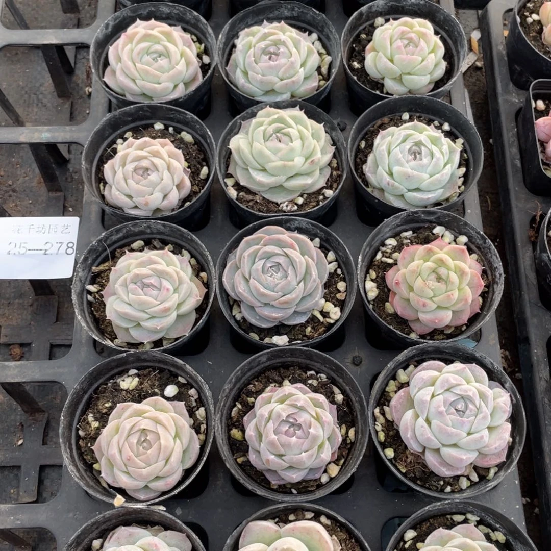 *‍****一物一拍18棵25-278