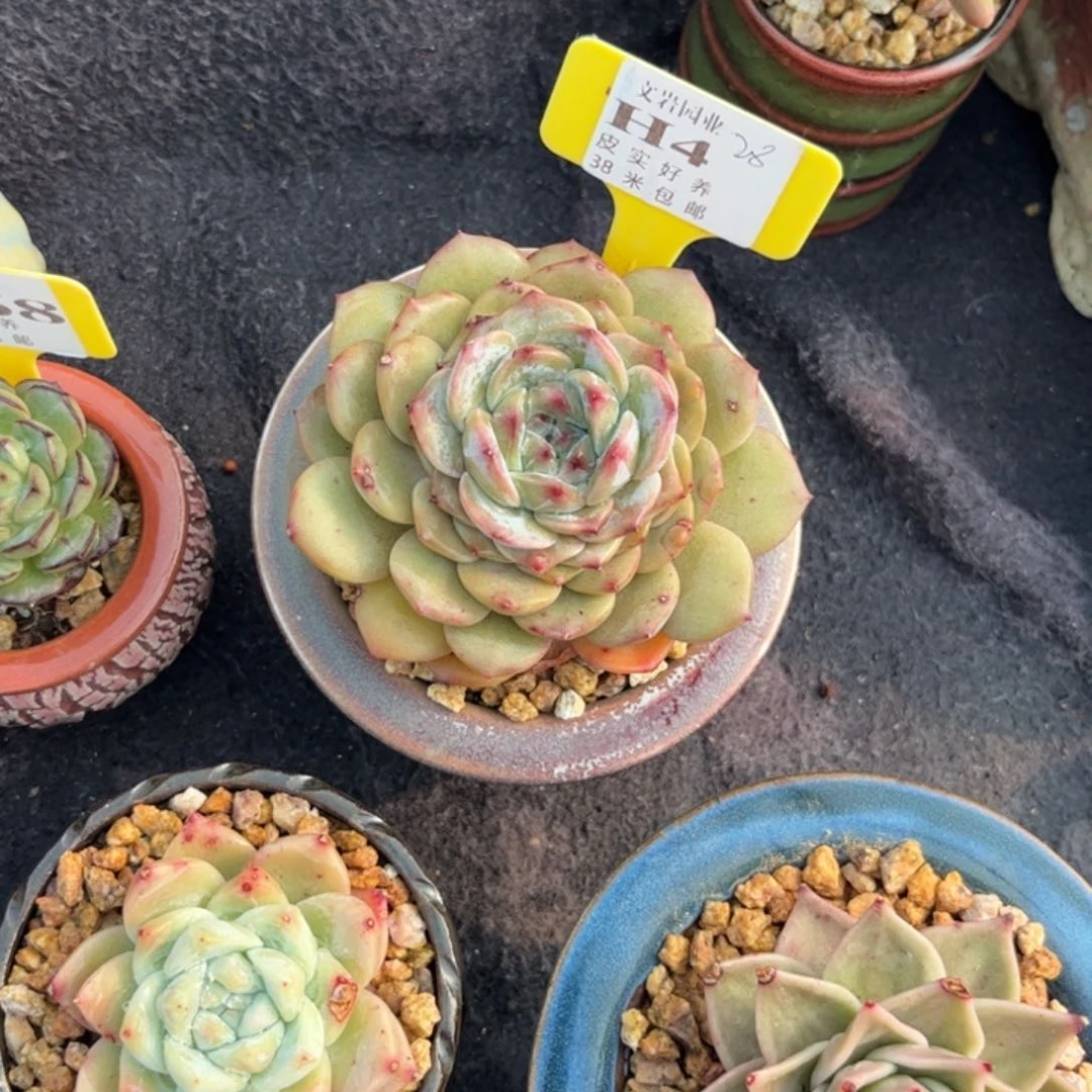 柒*多肉植物111111