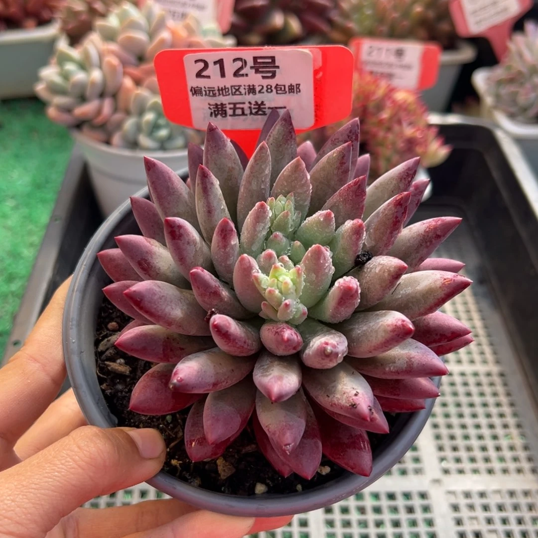 表妹精品多肉植物212.