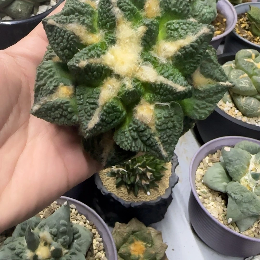 哥斯拉辛顿一物一拍