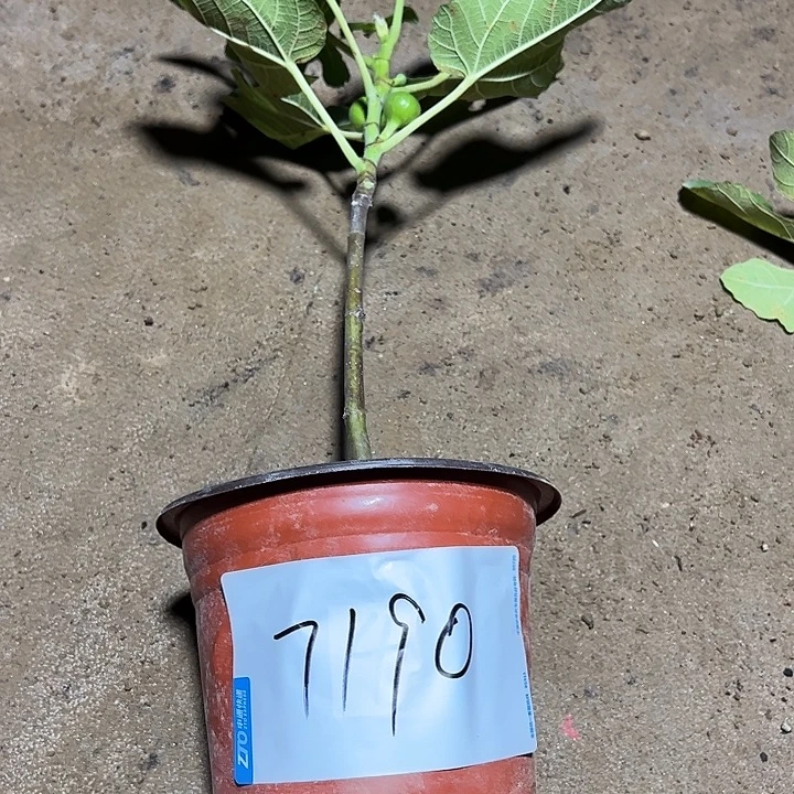 格莱斯无花果无花果