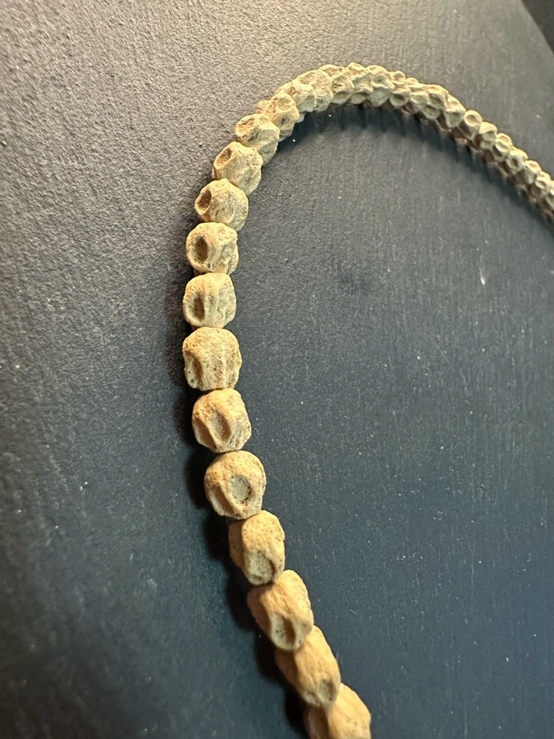 《长腿独眼小蜘蛛百香籽热振